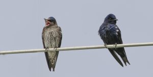 Purple Martins