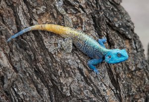 Tree Agama