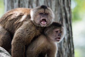 Wedge-headed Capuchin