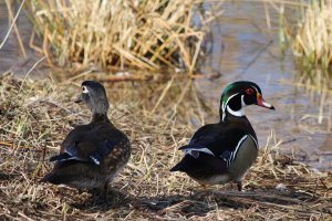 Wood Duck