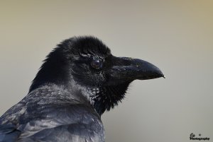 Jungle Crow