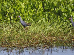Swamphen posted after using it on Birds Seen threat