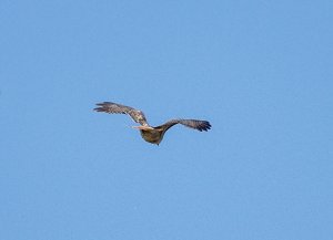Red-tailed Hawk in southern Oregon