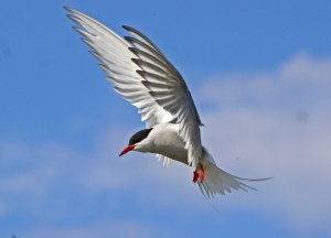 Árctic tern