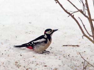 Great spotted woodpecker on the ground