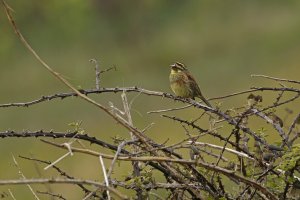 Cirl Bunting