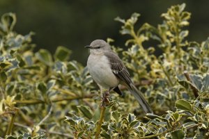 Northern Mockingbird