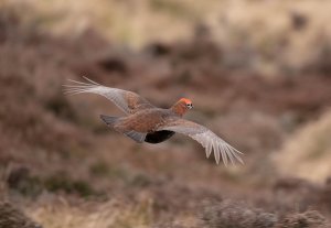 Red Grouse in flight