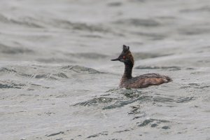 Eared Grebe