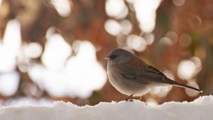 Dark-eyed Junco