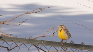 Western Meadowlark