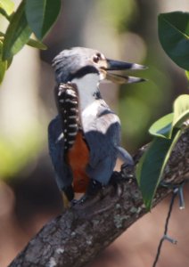 Ringed Kingfisher