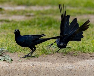 Great-tailed Grackles (males) Veterans Park.jpg