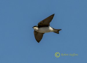 Tree Swallow