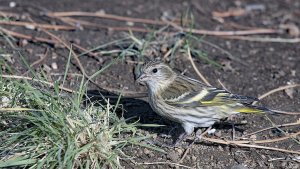 Pine Siskin