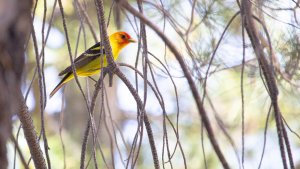 Western Tanager