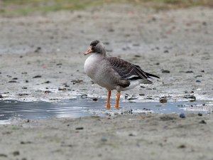 Greater white-fronted goose