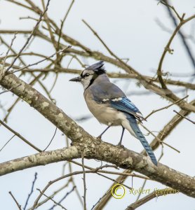 Blue Jay