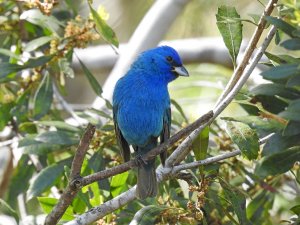 Indigo Bunting 5.jpg