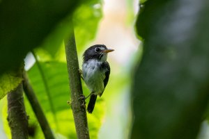 Black-and-white Tody-Flycatcher male
