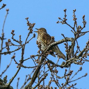 Song Thrush