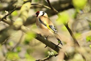 Goldfinch