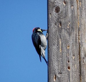 Acorn woodpecker on a tree Snag