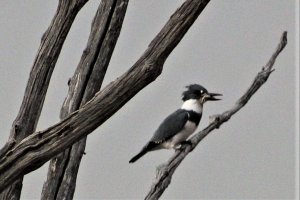 Belted Kingfisher - late supper