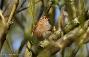 Little Wren