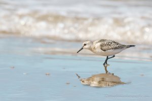 Sanderling