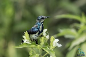 Purple Sunbird - male (Cinnyris asiaticus).jpg