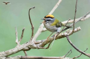 Firecrest 6209 (1).jpg