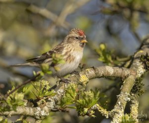 Lesser Redpoll