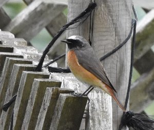 Redstart