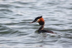 139- Podiceps cristatus Great Crested Grebe - 6 juillet 2013.jpg