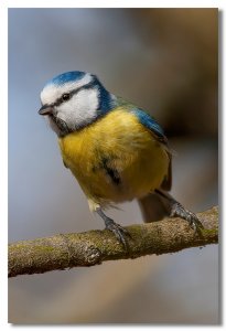 Blue tit