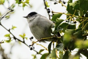 Male Blackcap