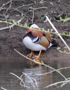 Mandarin Male