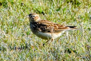 Skylark