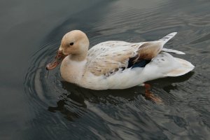 Female Welsh Harlequin