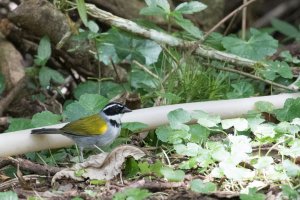 Pectoral Sparrow