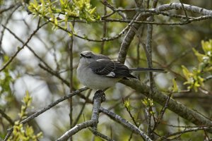 Northern Mockingbird