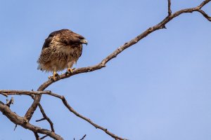 Red-tailed Hawk , Hawk Stare-1.jpg