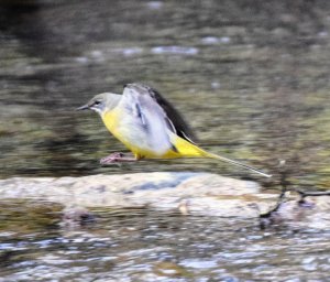 Grey Wagtail