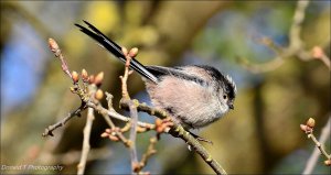 Long-tailed Tit