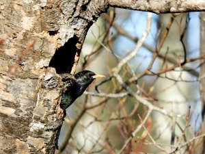 Common Starling