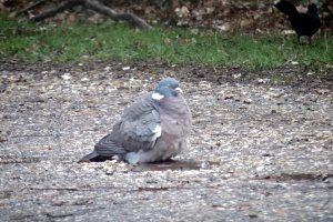 Wood pigeon