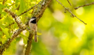 Carolina Chickadee, Camelot.jpg