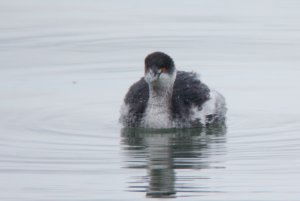 141- Podiceps nigricollis Black-necked Grebe- 9 janvier 2014.jpg