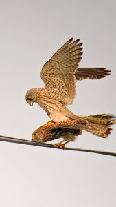 Pair of kestrels